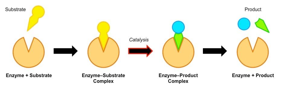 Most Important Diagrams Class 11 Biology (Zoology) for NEET 2026 Biology Exam Preparation