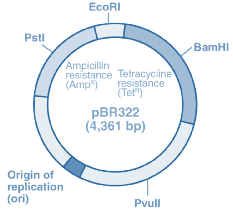 PBR322