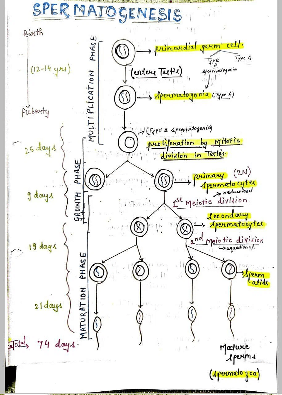 Most Important Diagrams Class 12 Biology (Zoology) for NEET 2026 Biology Exam Preparation