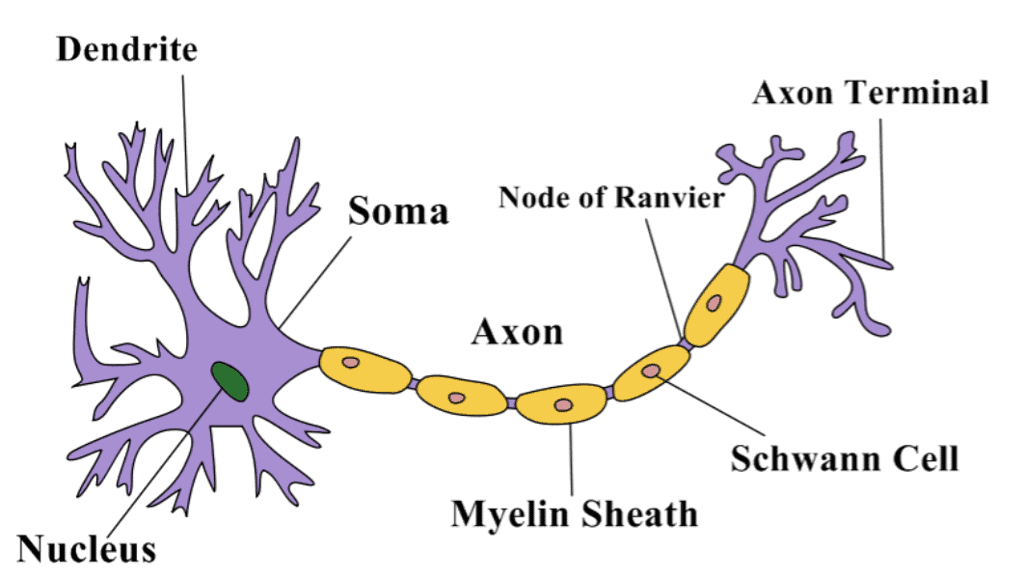 Most Important Diagrams Class 11 Biology (Zoology) for NEET 2026 Biology Exam Preparation
