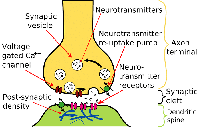 Most Important Diagrams Class 11 Biology (Zoology) for NEET 2026 Biology Exam Preparation