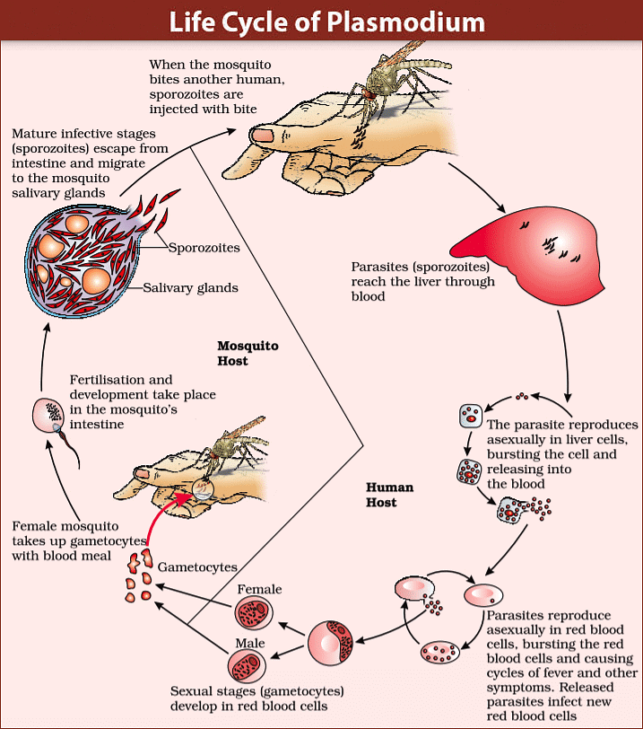 Most Important Diagrams Class 12 Biology (Zoology) for NEET 2026 Biology Exam Preparation