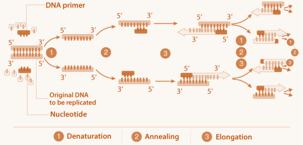 Polymerase Chain Reaction