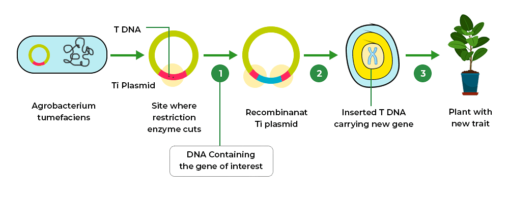 Recombinant DNA Technology