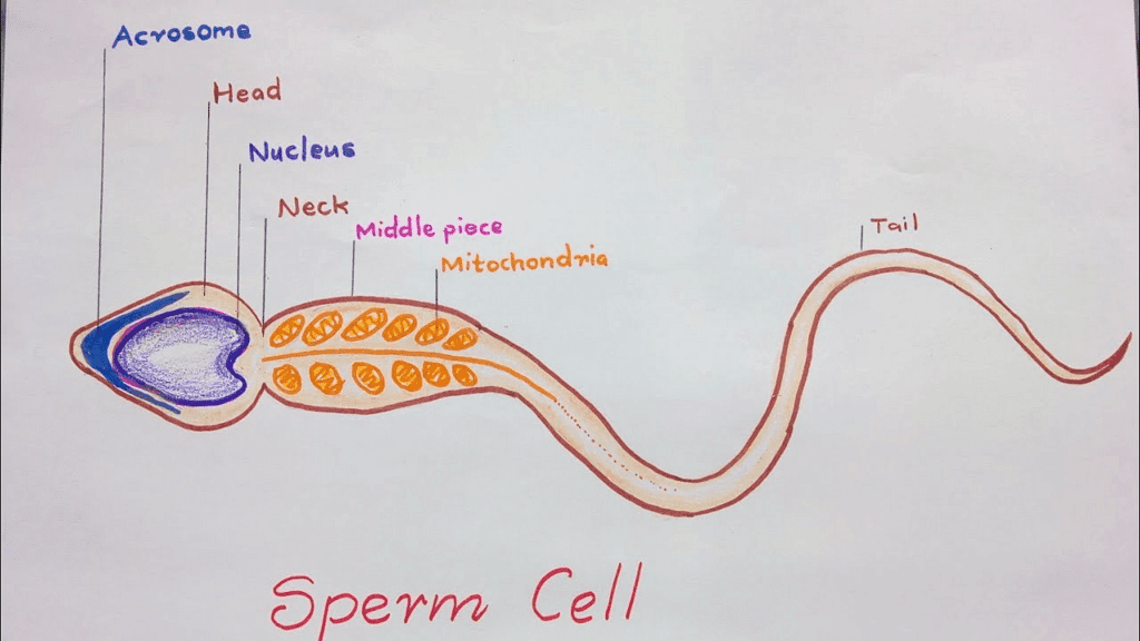Most Important Diagrams Class 12 Biology (Zoology) for NEET 2026 Biology Exam Preparation