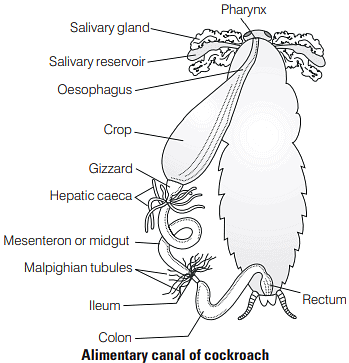 Most Important Diagrams Class 11 Biology (Zoology) for NEET 2026 Biology Exam Preparation