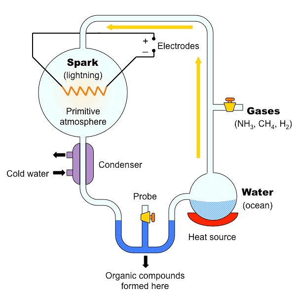 Most Important Diagrams Class 12 Biology (Zoology) for NEET 2026 Biology Exam Preparation