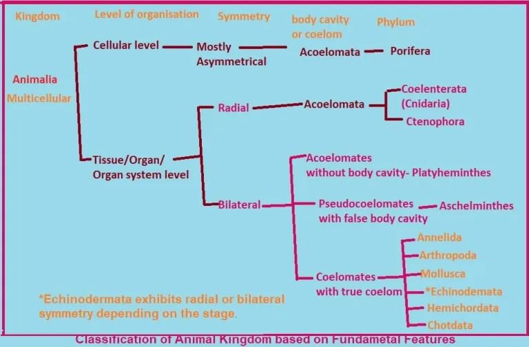 Most Important Diagrams Class 11 Biology (Zoology) for NEET 2026 Biology Exam Preparation