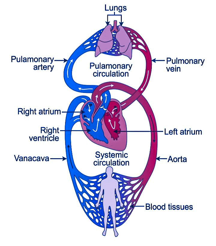Most Important Diagrams Class 11 Biology (Zoology) for NEET 2026 Biology Exam Preparation