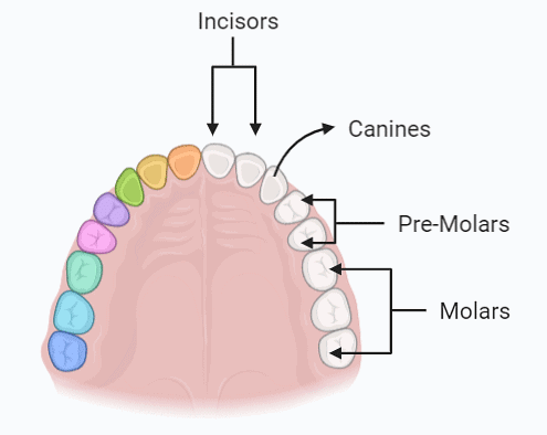 Most Important Diagrams Class 11 Biology (Zoology) for NEET 2026 Biology Exam Preparation