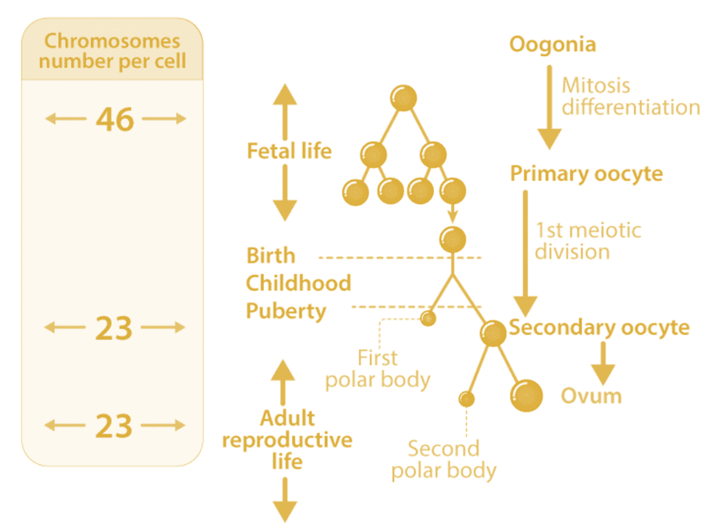 Most Important Diagrams Class 12 Biology (Zoology) for NEET 2026 Biology Exam Preparation