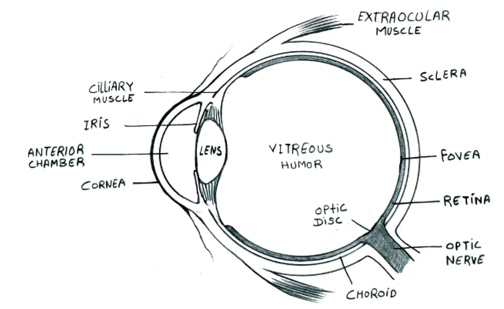 Structure of Human Eye