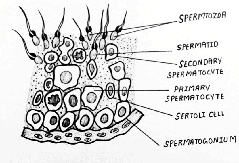 Diagrammatic sectional view of a seminiferous