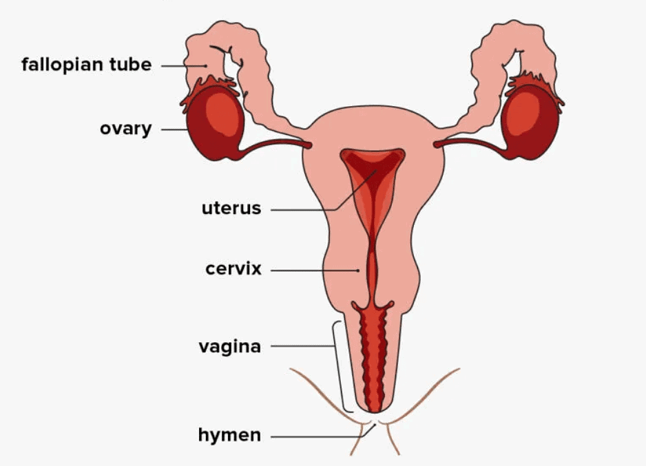 Most Important Diagrams Class 12 Biology (Zoology) for NEET 2026 Biology Exam Preparation