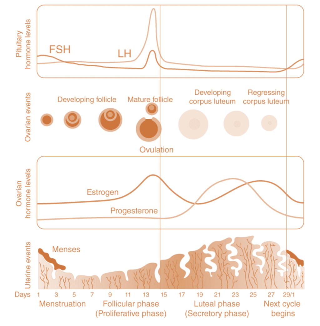 Menstrual Cycle