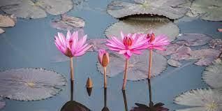 Facts on Flowers | General Knowledge for Young Learners - Class 1