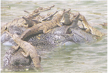 Saving the Gharial Chapter Notes | Gul Mohar Class 8: Book Solutions, Summaries & Worksheets