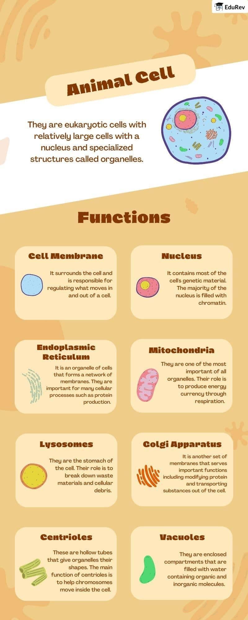Infographic: The Animal Cell | Biology Class 11 - NEET