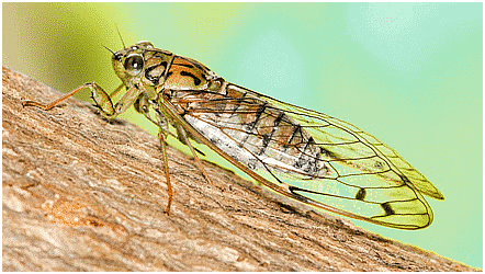 Environment and Ecology: April 2024 Current Affairs | Current Affairs & General Knowledge - CLAT