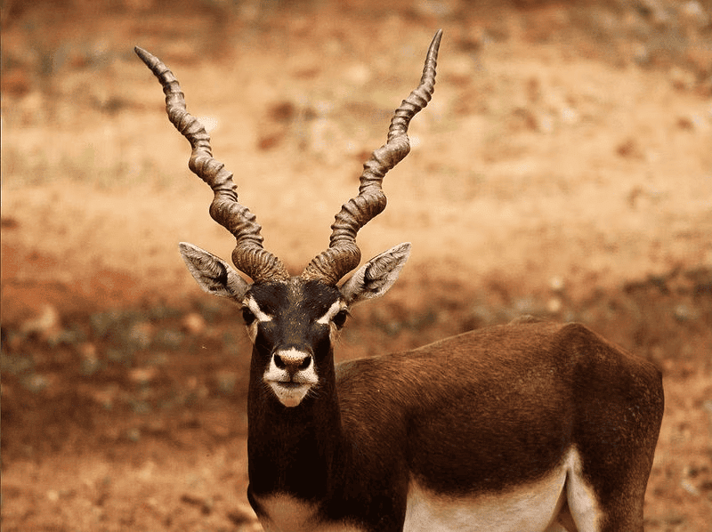 Environment and Ecology: October 2024 Current Affairs | General Test Preparation for CUET UG - CUET Commerce