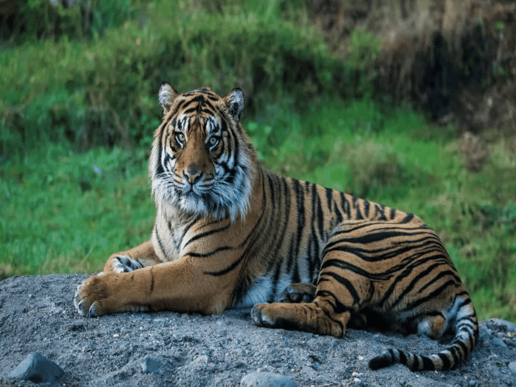Environment and Ecology: December 2024 Current Affairs | General Test Preparation for CUET UG - CUET Commerce