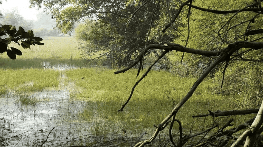 Environment and Ecology: September 2024 Current Affairs | General Test Preparation for CUET UG - CUET Commerce