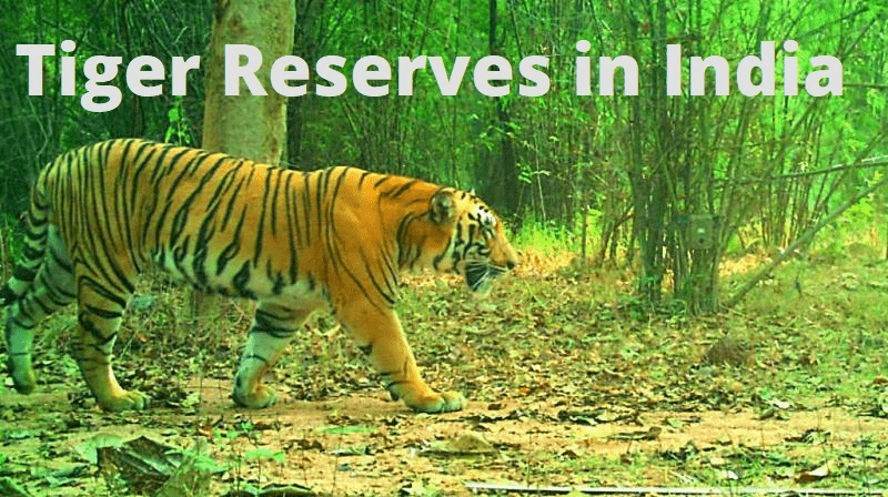 A protected area statutorily designated for the conservation of the striped big cats is referred to as Tiger Reserve. 
