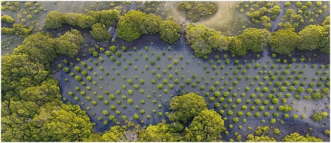 Environment and Ecology: February 2024 Current Affairs | Current Affairs & General Knowledge - CLAT