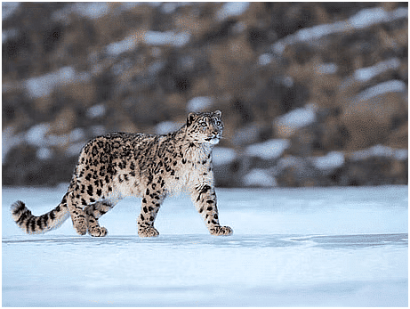 Environment and Ecology: January 2024 Current Affairs | Current Affairs & General Knowledge - CLAT