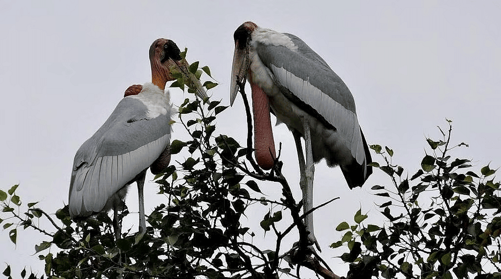 Environment and Ecology: June 2024 Current Affairs | Current Affairs: Daily, Weekly & Monthly - CLAT