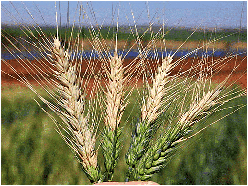 Environment and Ecology: February 2024 Current Affairs | Current Affairs & General Knowledge - CLAT