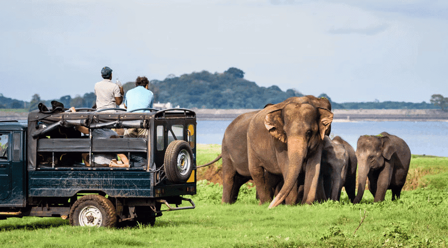 Environment and Ecology: March 2025 Current Affairs | General Test Preparation for CUET UG - CUET Commerce