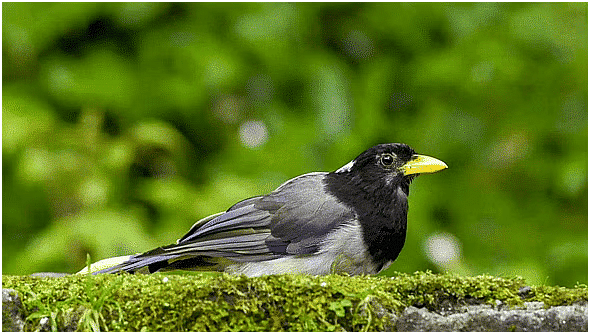 Environment and Ecology: May 2024 Current Affairs | General Test Preparation for CUET UG - CUET Commerce