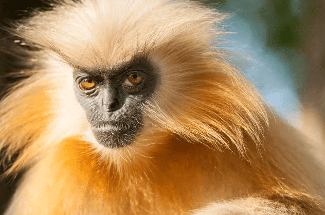 Environment and Ecology: January 2025 Current Affairs | Current Affairs & General Knowledge - CLAT