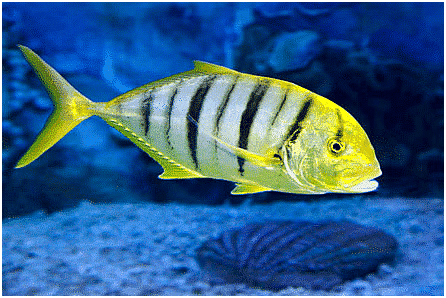 Environment and Ecology: April 2024 Current Affairs | Current Affairs & General Knowledge - CLAT