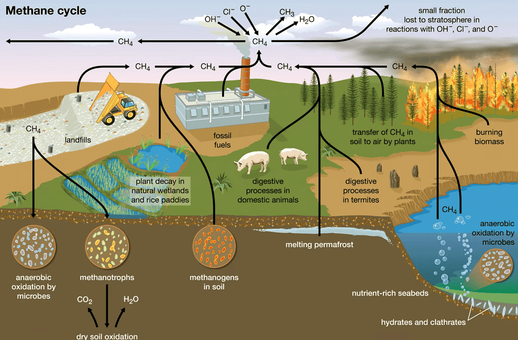 Environment and Ecology: October 2024 Current Affairs | General Test Preparation for CUET UG - CUET Commerce