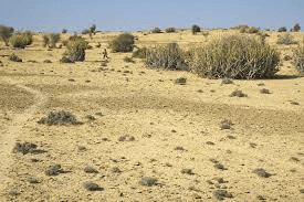 Classification of Indian soils | General Awareness - Bank Exams