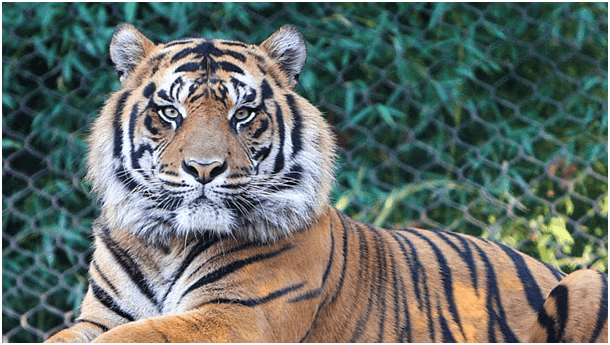 Environment and Ecology: August 2024 Current Affairs | General Test Preparation for CUET UG - CUET Commerce