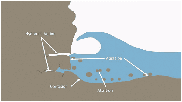 Environment and Ecology: August 2024 Current Affairs | General Test Preparation for CUET UG - CUET Commerce