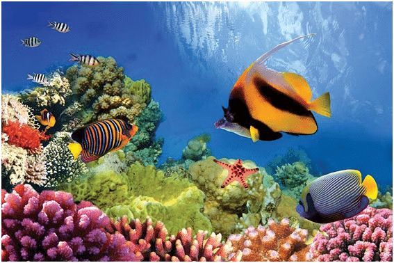 Environment and Ecology: August 2024 Current Affairs | General Test Preparation for CUET UG - CUET Commerce