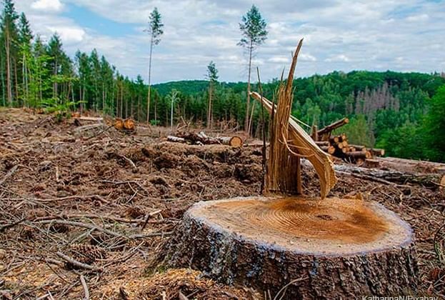 Human Impact on Environment | General Knowledge for Young Learners - Class 1