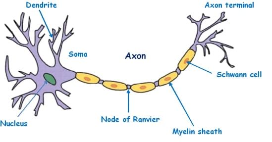 How to Draw Biology Diagrams Class 10 Easily?