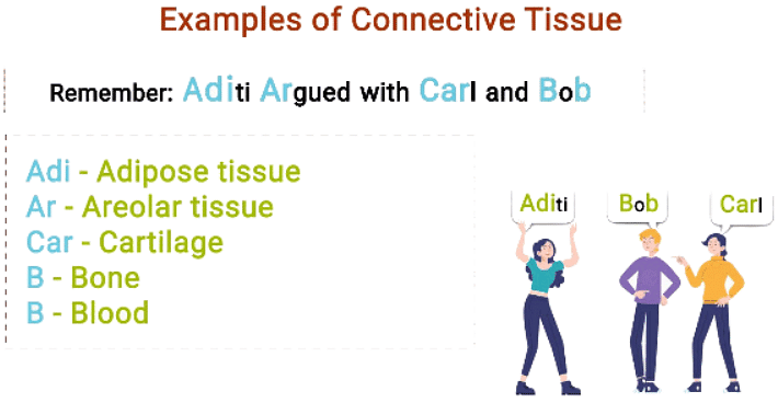 Mnemonics: Structural Organisation in Animals | Biology Class 11 - NEET