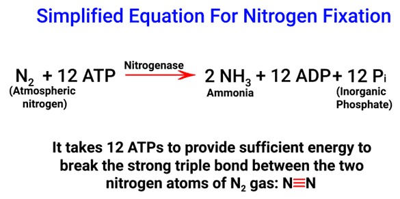 Mnemonics: Mineral Nutrition (Old NCERT) | Crash Course for NEET