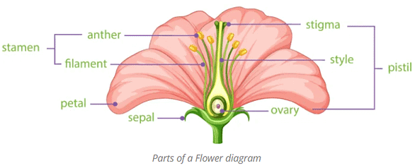 Mnemonics: Morphology of Flowering Plants | Biology Class 11 - NEET