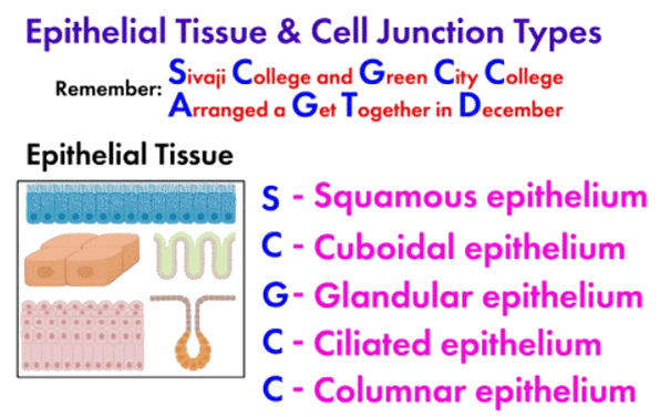 Mnemonics: Structural Organisation in Animals | Biology Class 11 - NEET