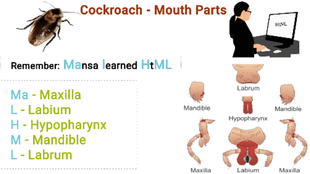 Mnemonics: Structural Organisation in Animals | Biology Class 11 - NEET