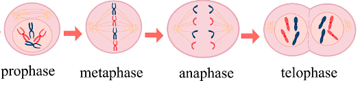 Mnemonics: Cell Cycle & Cell Division | Biology Class 11 - NEET