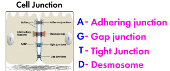 Mnemonics: Structural Organisation in Animals | Biology Class 11 - NEET