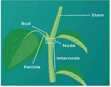 Mnemonics: Morphology of Flowering Plants | Biology Class 11 - NEET